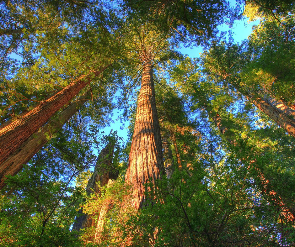 Sierra club